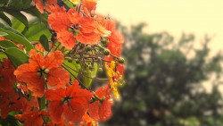 Nature's yellowish art