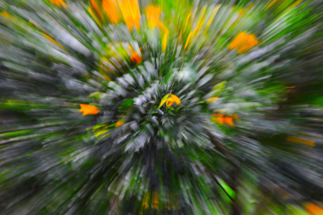 Leaves