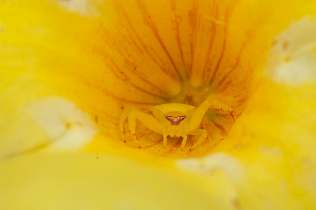 Yellow World Killer
