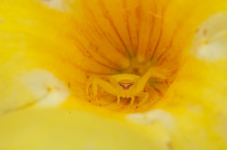 Yellow World Killer