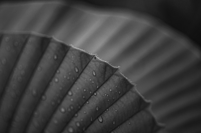 Tiny Among Drops