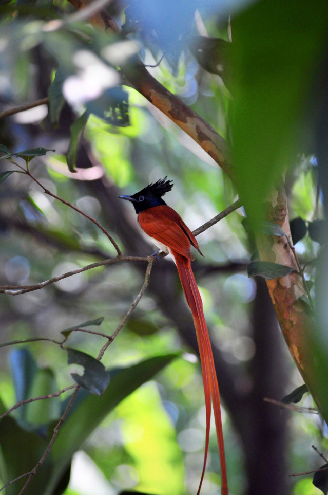 Paradise Flycatcher