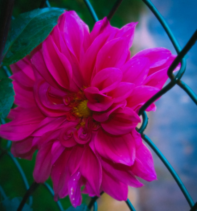 Flower