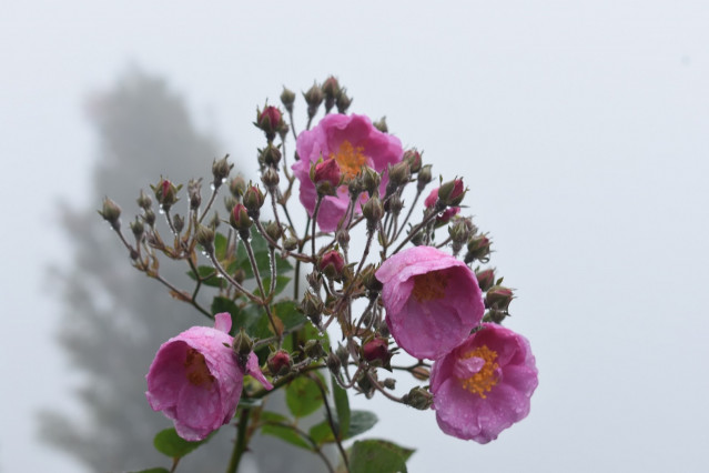 Flowers with water drops