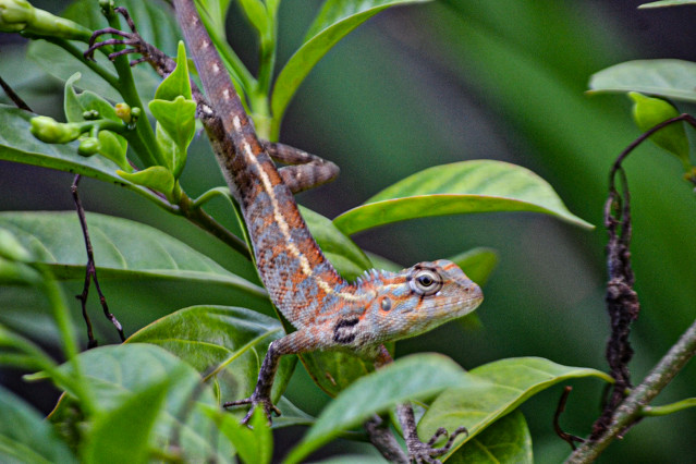 Lizard