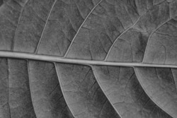 Leaf