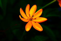Beautiful flower