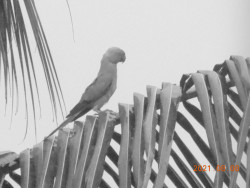 Parrot in rain