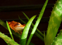 Frog