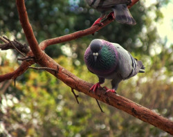 Bird