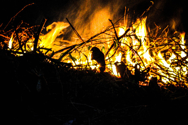 Bird in fire