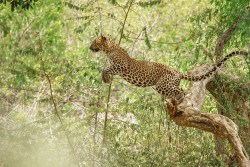Time to Hunt
