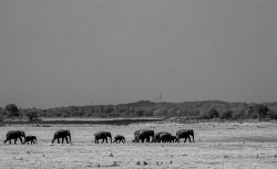 The Parade