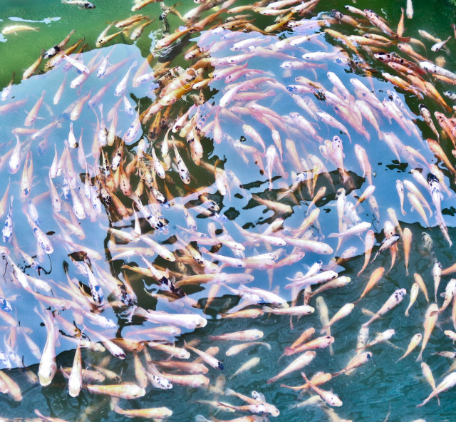 Fish circle