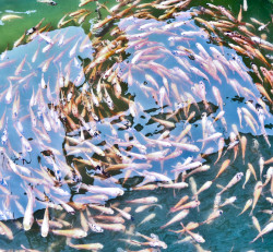 Fish circle