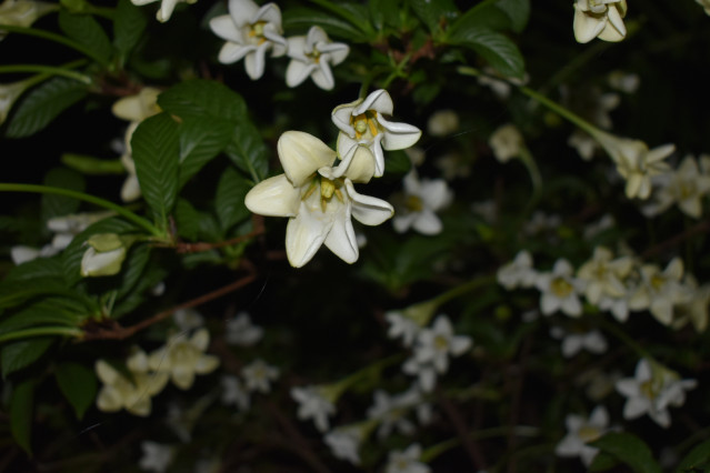 Blooming