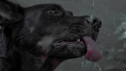 Water is life