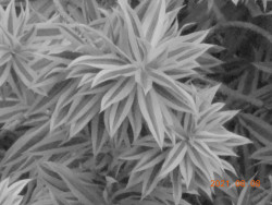 patterns of nature