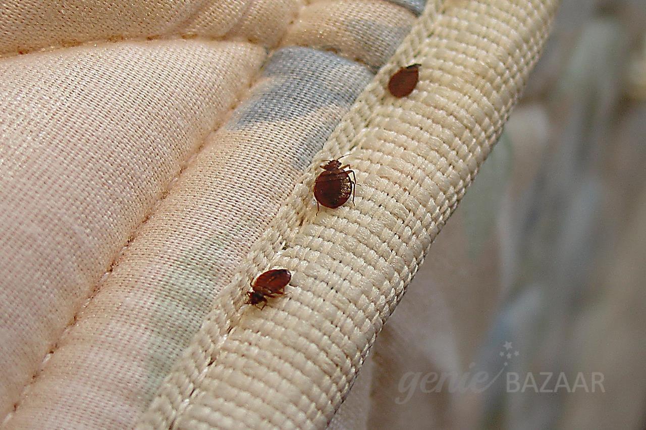 Bed Bug Control for Villa/Individual house