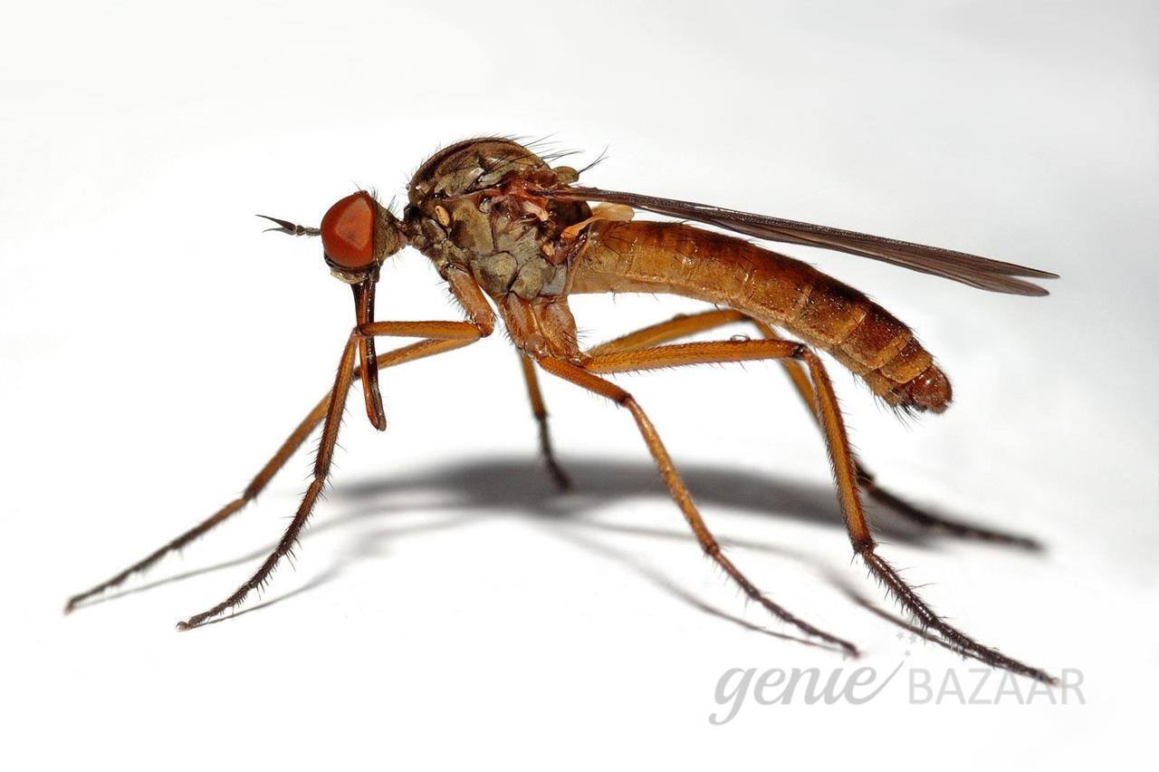 Mosquito Control for Villa/Individual house