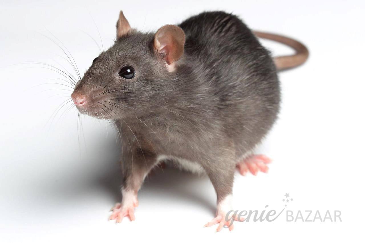 Rat control annual maintenance contract
