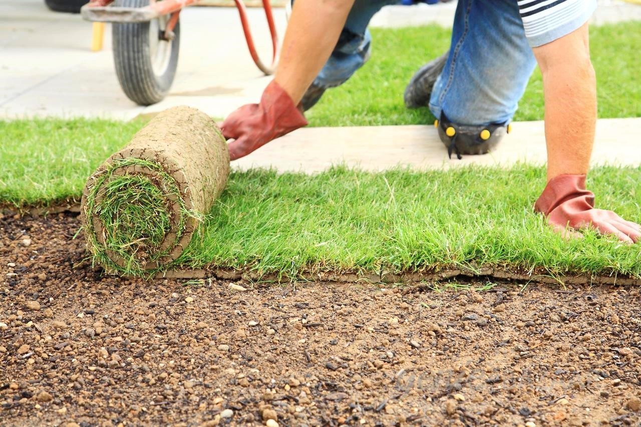New lawn