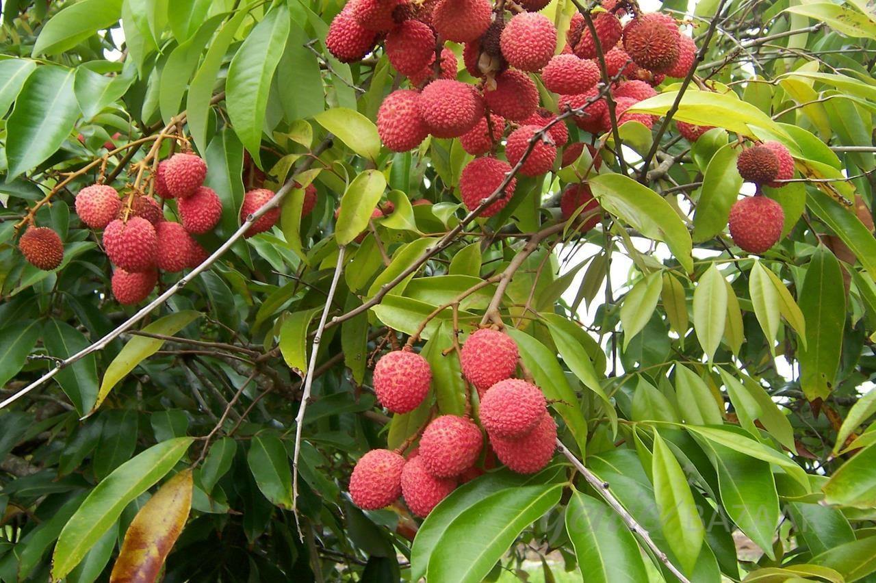 Fruit plant or tree plantation