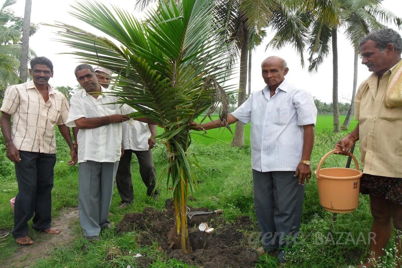 Forest plant or tree plantation