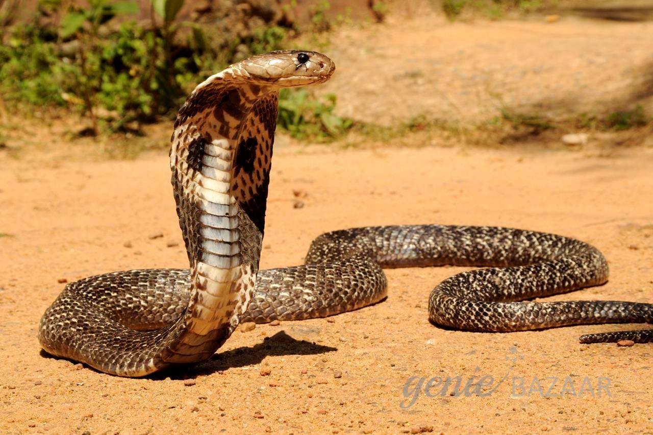 Snake Control