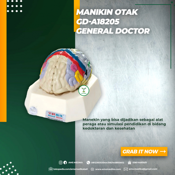 Manekin Otak GD-A18205 General Doctor