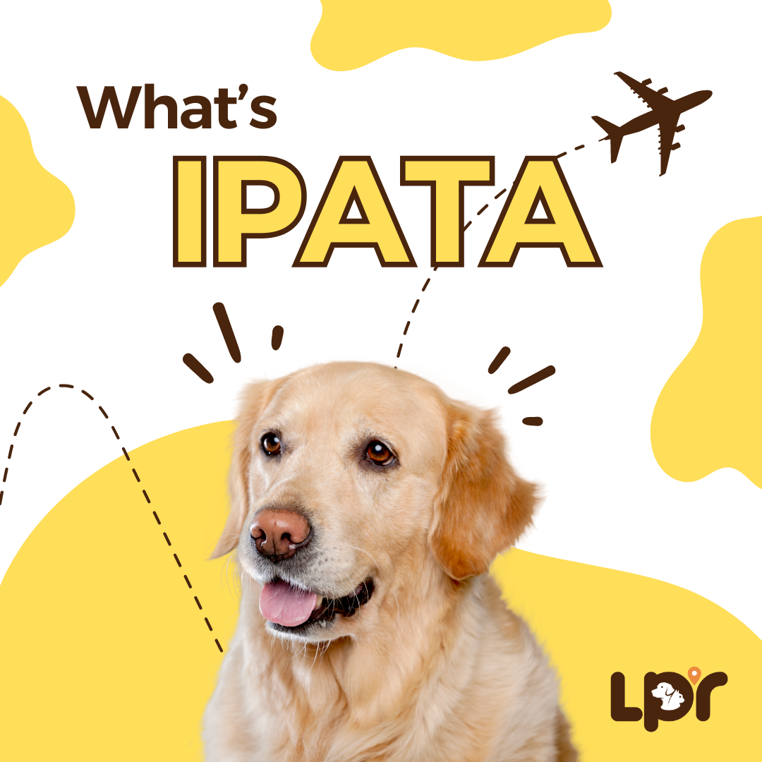 What is IPATA?