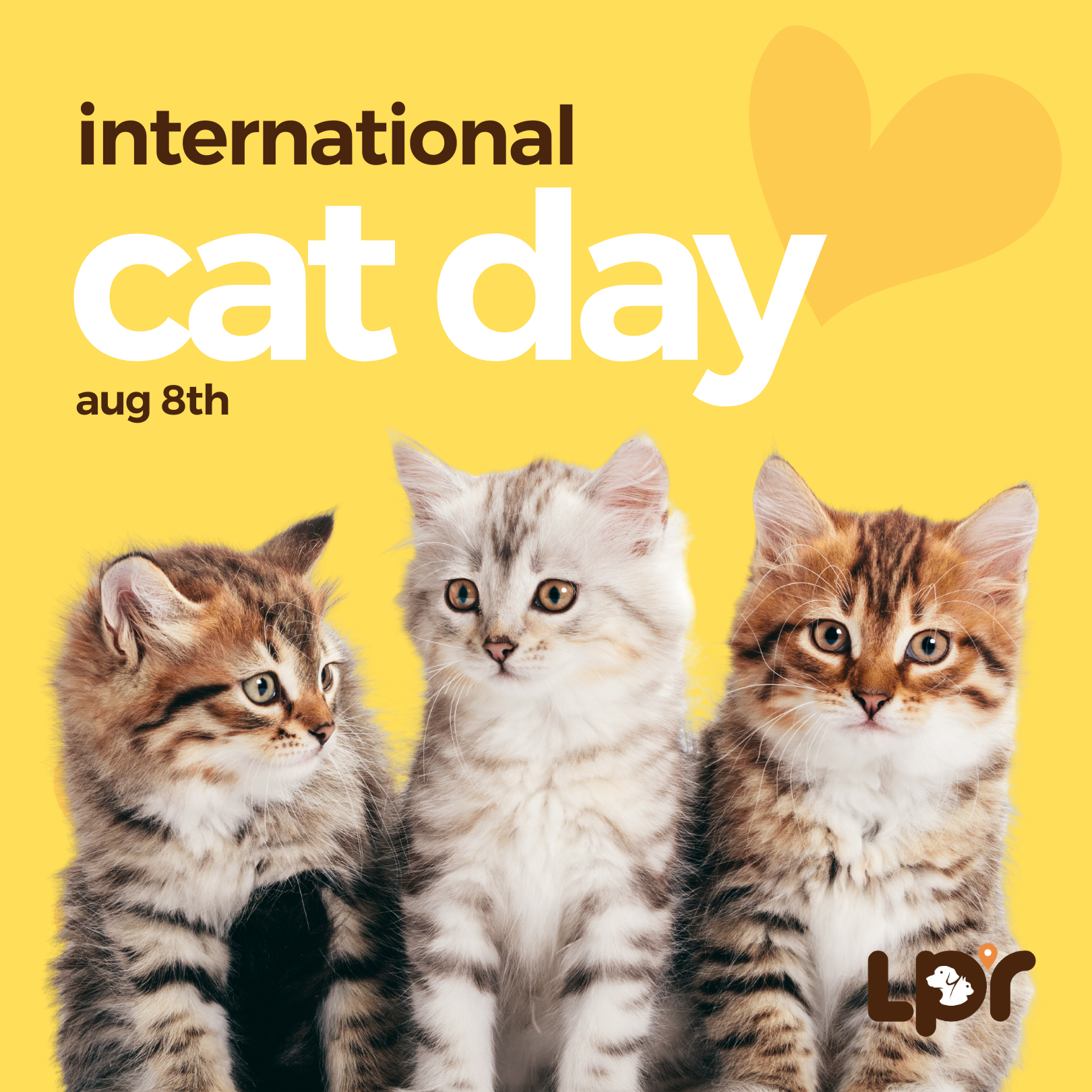 Celebrating International Cat Day