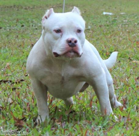 Gambar Indigo Bullies Jakarta Foto Nomor 2 3 Gambar Anjing Teril
