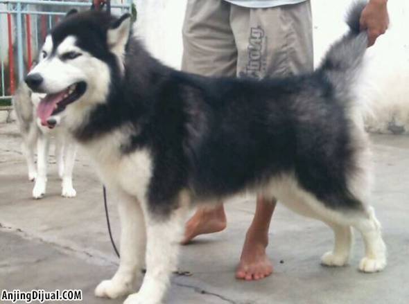 Sedia Pejantan Siberian Husky Long Hair di Jakarta