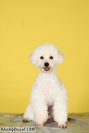 Pejantan White Toy Poodle di Bandung