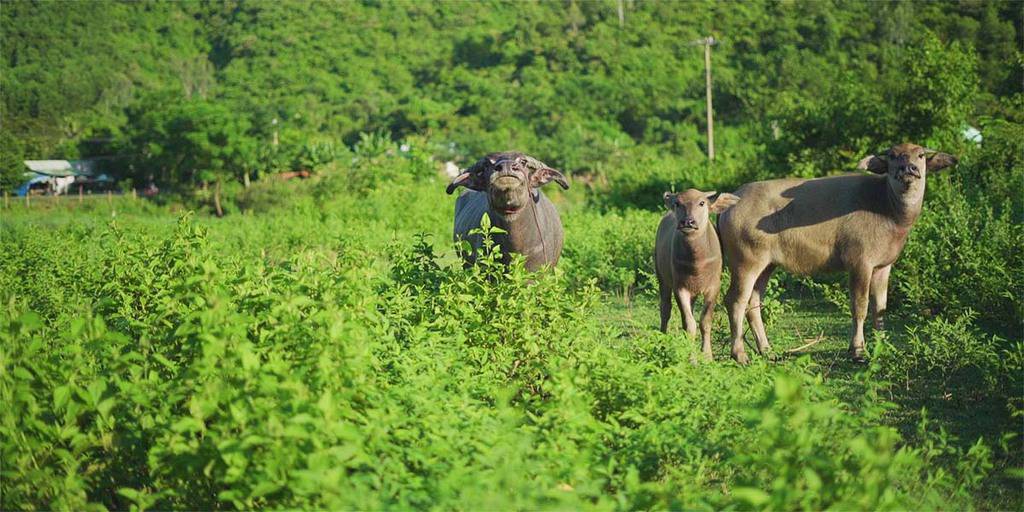 Đi Đà Nẵng để cảm nhận một thành phố thật khác - Traveloka Golocal 