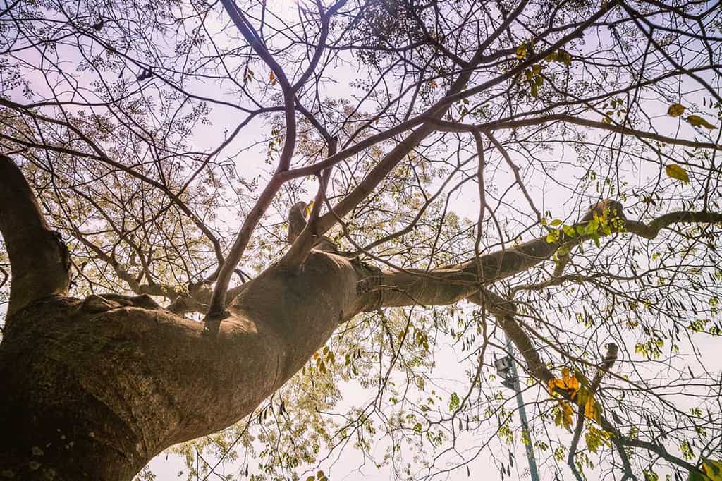 Du lịch Hà Nội tháng 3 để thấy một thủ đô dịu dàng với muôn sắc hoa - Traveloka Golocal 