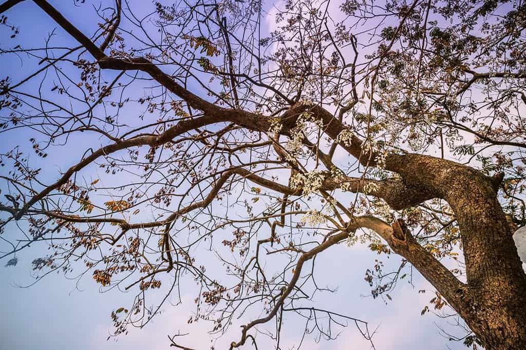 Du lịch Hà Nội tháng 3 để thấy một thủ đô dịu dàng với muôn sắc hoa - Traveloka Golocal 