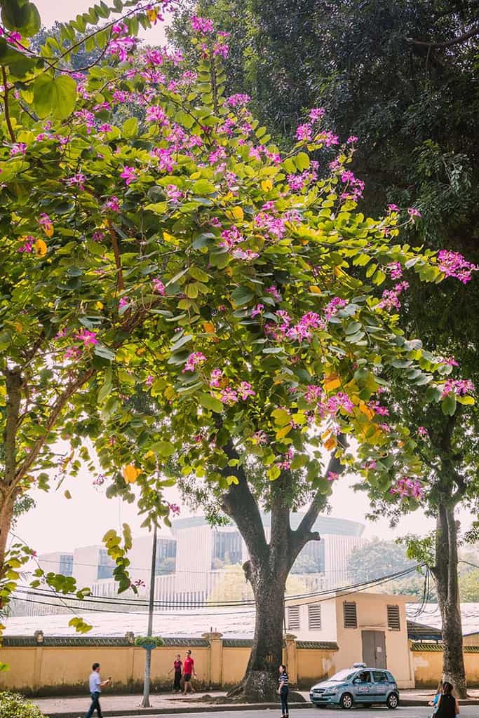 Du lịch Hà Nội tháng 3 để thấy một thủ đô dịu dàng với muôn sắc hoa - Traveloka Golocal 