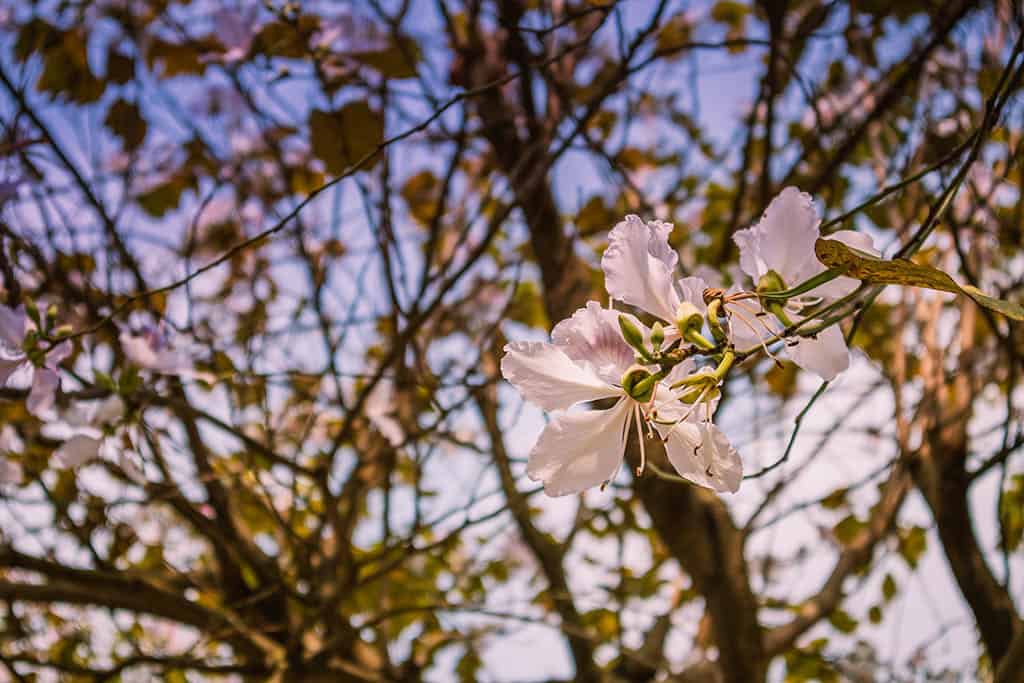 Du lịch Hà Nội tháng 3 để thấy một thủ đô dịu dàng với muôn sắc hoa - Traveloka Golocal 