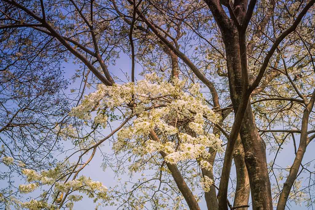 Du lịch Hà Nội tháng 3 để thấy một thủ đô dịu dàng với muôn sắc hoa - Traveloka Golocal 