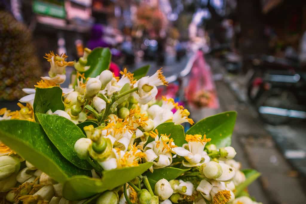 Du lịch Hà Nội tháng 3 để thấy một thủ đô dịu dàng với muôn sắc hoa - Traveloka Golocal 