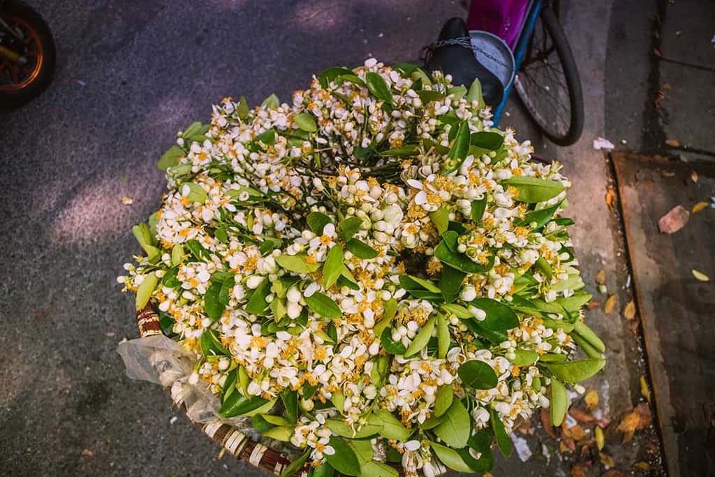 Du lịch Hà Nội tháng 3 để thấy một thủ đô dịu dàng với muôn sắc hoa - Traveloka Golocal 