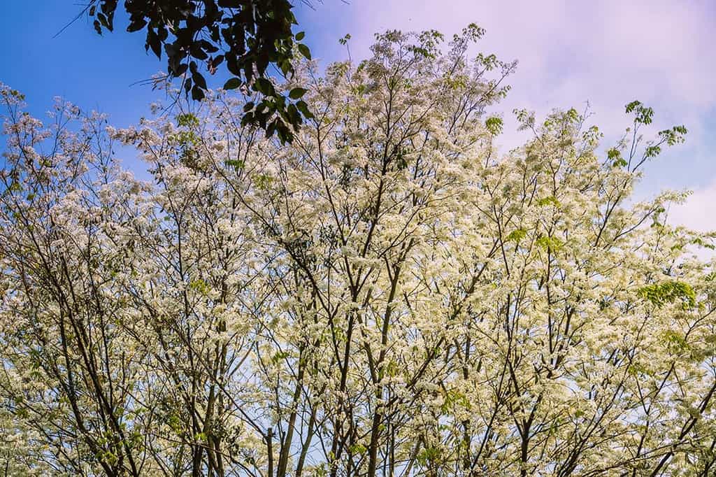 Du lịch Hà Nội tháng 3 để thấy một thủ đô dịu dàng với muôn sắc hoa - Traveloka Golocal 