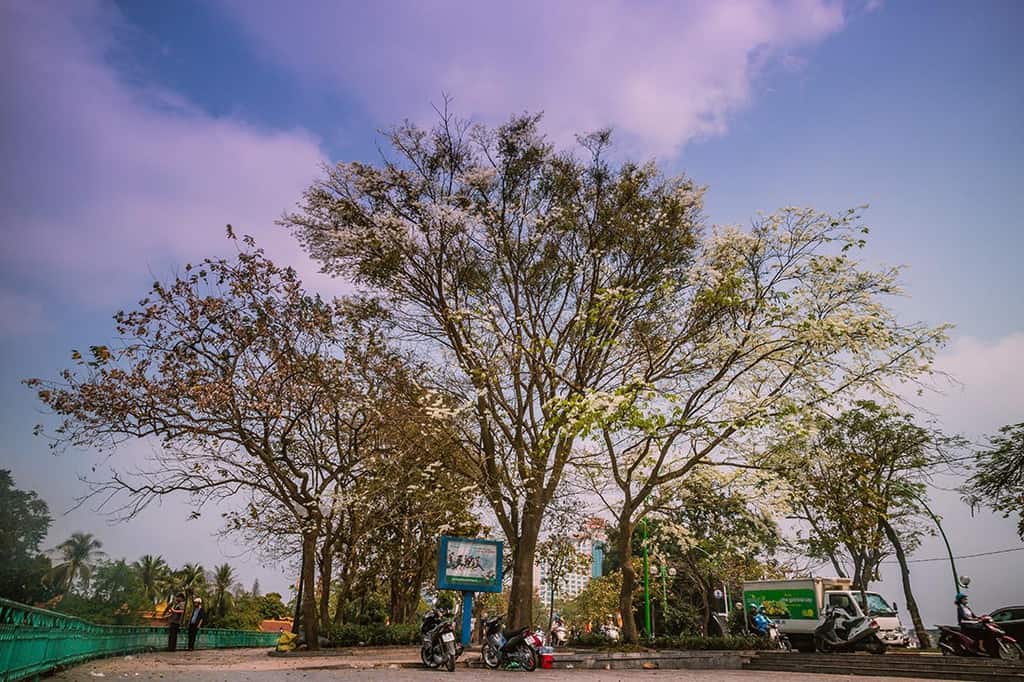 Du lịch Hà Nội tháng 3 để thấy một thủ đô dịu dàng với muôn sắc hoa - Traveloka Golocal 