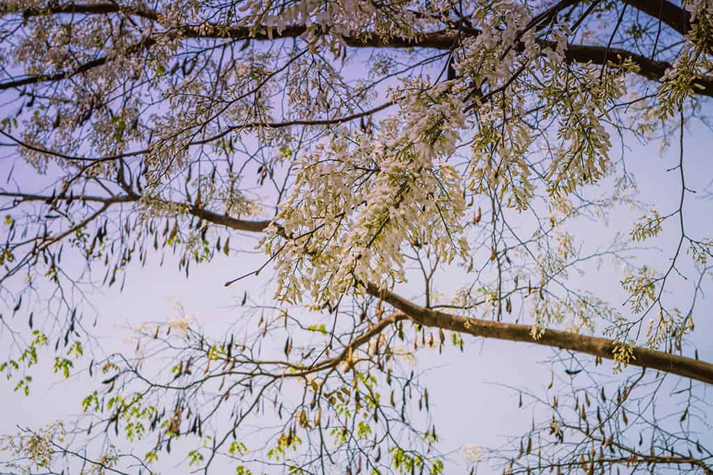 Du lịch Hà Nội tháng 3 để thấy một thủ đô dịu dàng với muôn sắc hoa - Traveloka Golocal 