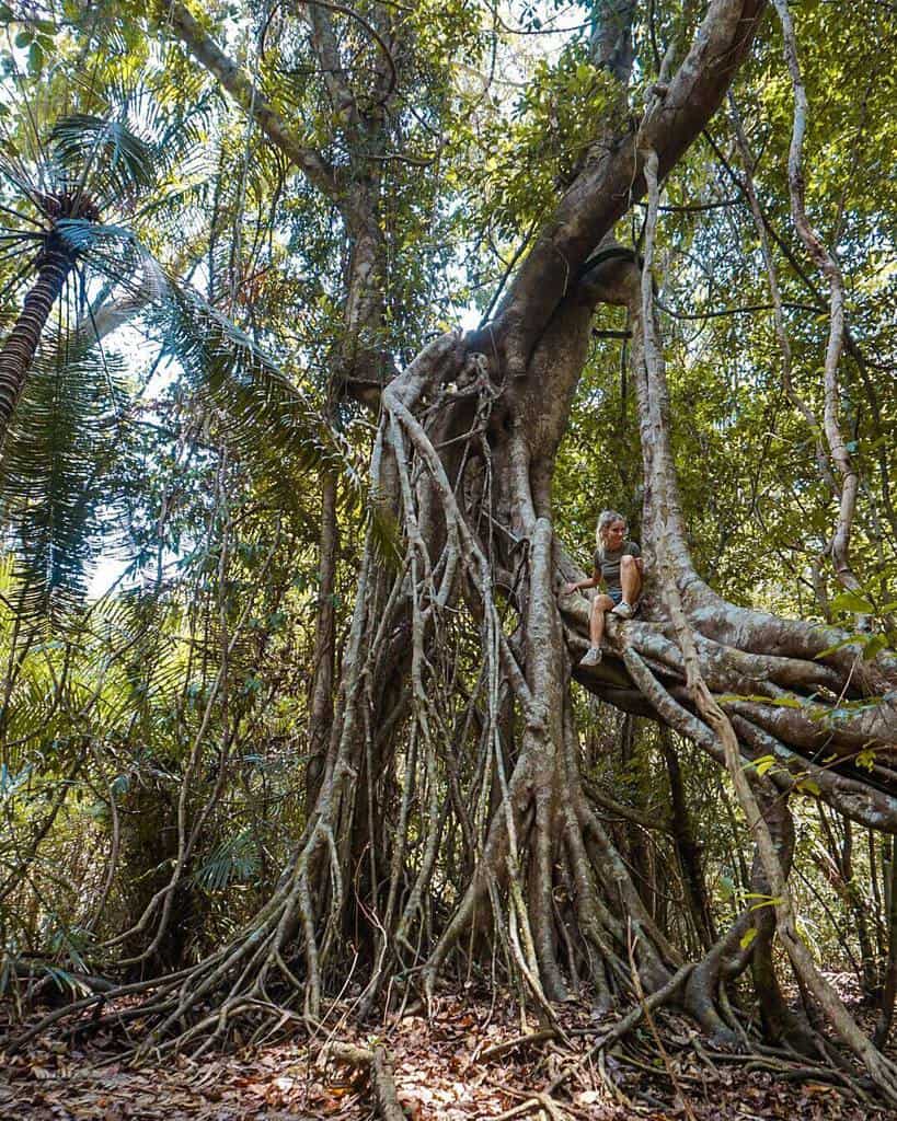 vườn quốc gia cúc phương-vườn quốc gia nam cát tiên đồng nai
