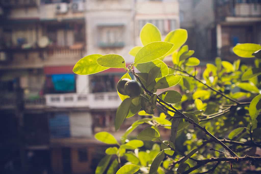 chung cư cũ hà nội-homestay le nid hà nội