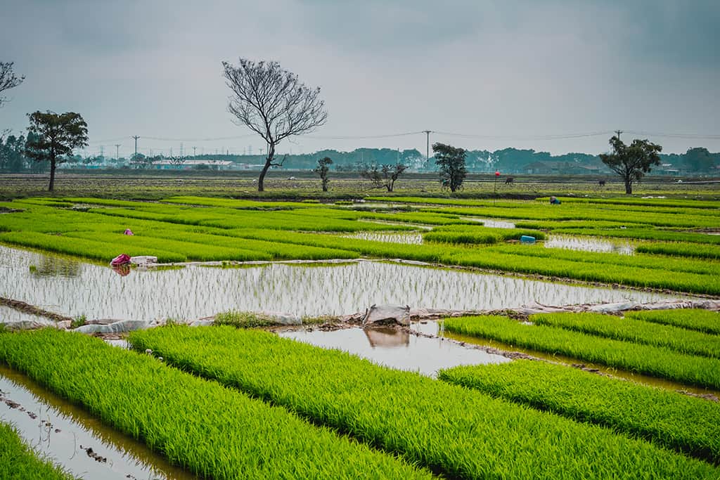 múa rối nước hà nội-làng nghề đào thục truyền thống