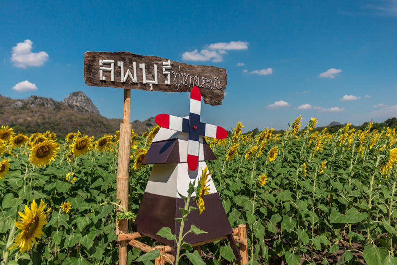 ทุ่งดอกทานตะวัน - สถานที่เที่ยวในลพบุรี